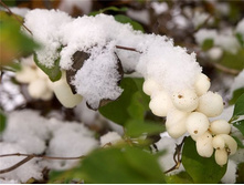 ������������� 100