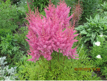 �������� �����-�������-70 ���