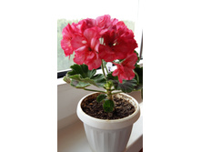 'Odensjo Suzie Wong'