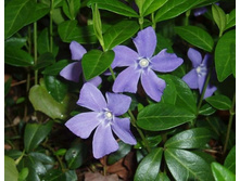 �������� ����� 70