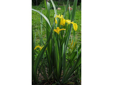 ���� �������� (���������� ��� ������)