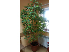 ����� ���������� �����/��������