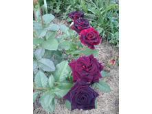 Black Baccara 2015
