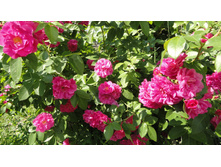 ��������� ���� ����� �����