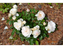 ������� (���������� ������� ����� 2015) ������ ���������