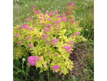 ������ ���� ��������