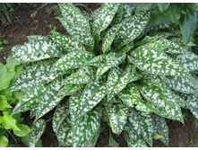 ��������.110