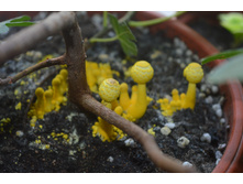 �������� � ������ )