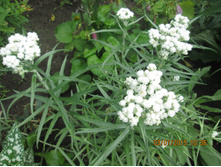 ��������-50 ���