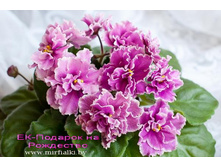 ������� �� ��������� (����)