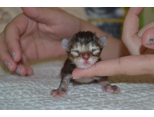 1 ������