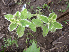 P1040062.JPG ���� �����������