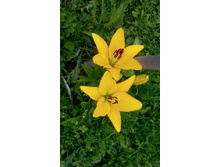 IMG 20150713 141544.jpg