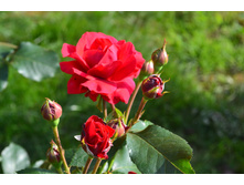 ���� 2015 294.JPG