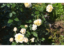 ���� 2015-27 082.JPG