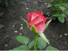 ��� ������ ��