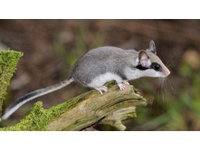 ���� �������.jpg