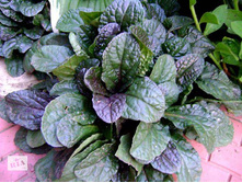 ������� �������� 60