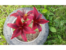 IMG 20150711 110601.jpg