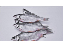 ������ �������.jpg