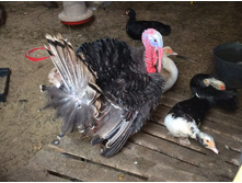 ��������-������� :)