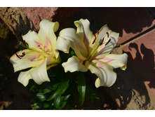 ���� 2015 313.JPG