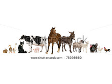 Stock-photo-variety-of-farm-animals-in-front-of-white-background-78298660.jpg