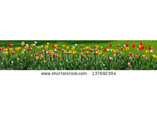 Stock-photo-many-tulips-as-floral-wide-angle-view-panorama-137692304.jpg