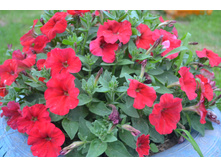 ������� �������� F1 ����