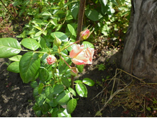 ��������� ���� "�����"