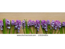 Stock-photo-purple-hyacinth-panorama-130184804.jpg
