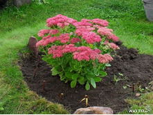 ������ ������.100