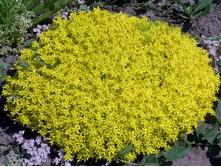 ������ ����� 35 � �����