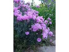 ��������  �������� 90