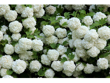 ������ ��������� 120