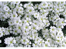 �������.70