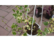 ���������� Macroglossus variegatus