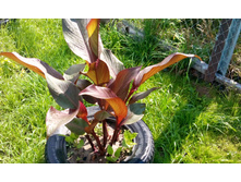 IMG 20150715 140613.jpg