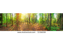 Stock-photo-panorama-of-a-mixed-forest-at-summer-sunny-day-71706058.jpg