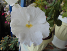 DSC01522.JPG