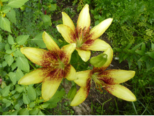 P1040083.JPG ����� �����