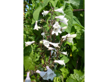 P1040013.JPG ���������