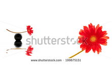 Stock-photo-header-red-gerbera-isolated-on-white-background-199675151.jpg
