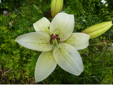 P1040047.JPG ����� ����������