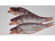 ����� �������.jpg