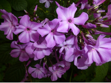 P1040118.JPG����� �������� 30�