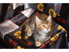 2 ������