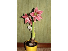 �������� Exotic Star