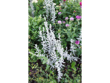 ������ ��������