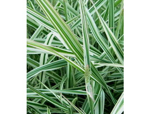 �������� �������������.70